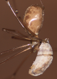 Long-bodied Cellar Spider